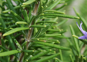 Whole Herb Fused Rosemary Olive Oil - Drizzle Olive Oil and Vinegar Tasting Room