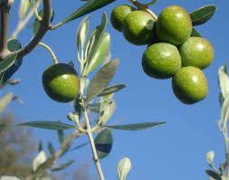 Chetoui Extra Virgin Olive Oil