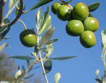 Chetoui Extra Virgin Olive Oil