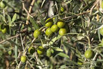 Hojiblanca Extra Virgin Olive Oil